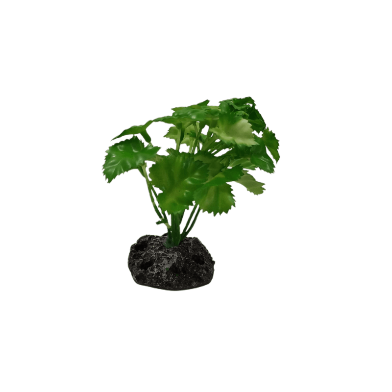 Planta Decorativa Aquário 10 cm - Arbusto